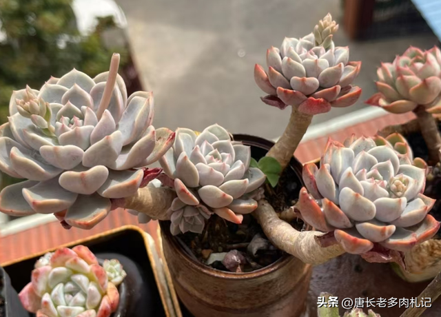 多肉Pink,它既不是粉红天使也不是红宝石,其真面目让人大感意外