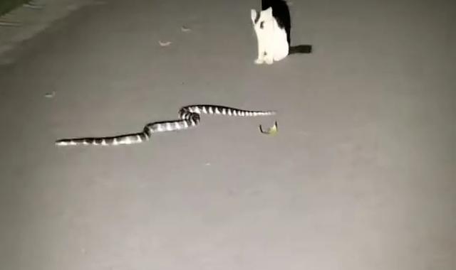 广西一公园连续6次出现银环蛇，是中国最毒的蛇，被咬了怎么办？