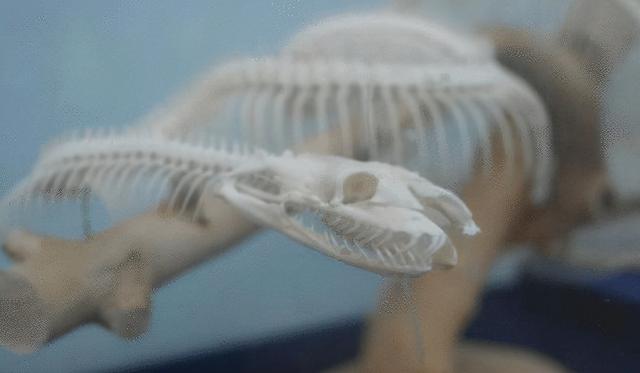 广西一公园连续6次出现银环蛇，是中国最毒的蛇，被咬了怎么办？