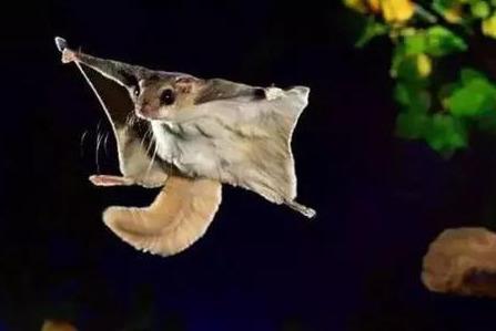 野外见过飞鼠吗？其实我国多达16种，有一种就是寒号鸟，遍布12省
