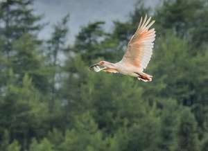 杀戳(朱鹮这波邮票回忆杀戳到你了吗？)