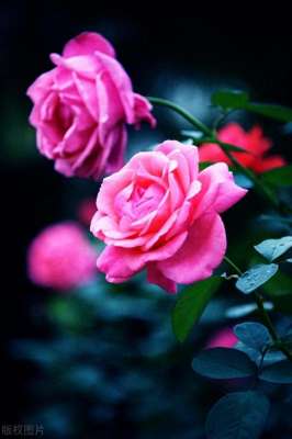 把你宠坏(害怕失去你，宁愿宠坏你一辈子的星座男温柔暴力，甜蜜情感牢笼)