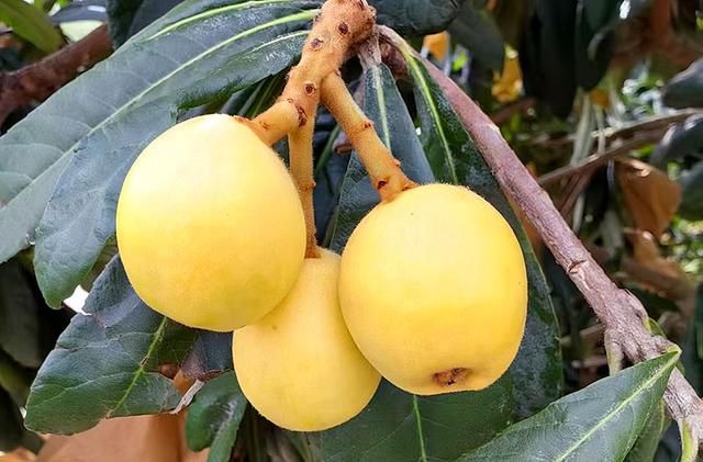 云南永善:枇杷家族再添“新贵”