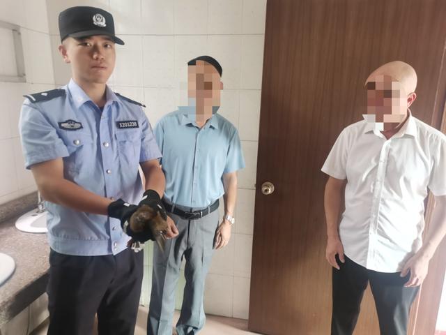 被救的“呆萌”小鸟，竟是国家二级保护动物！