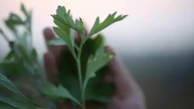 端午前是个宝,过了端午就是草!它到底是啥?