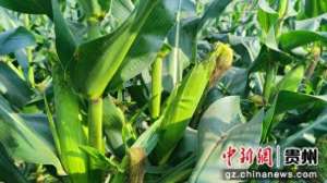 陈家华(惠水:玉米地里的“甜日子”)