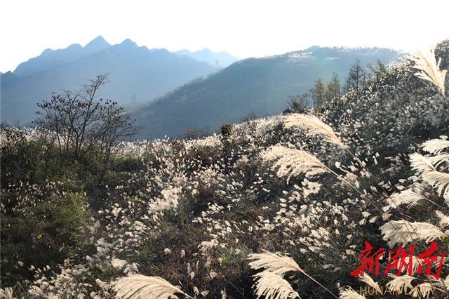 湘西龙山：脉龙山上有座桐花寨