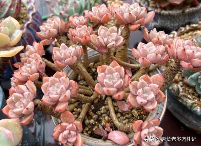 多肉Pink,它既不是粉红天使也不是红宝石,其真面目让人大感意外