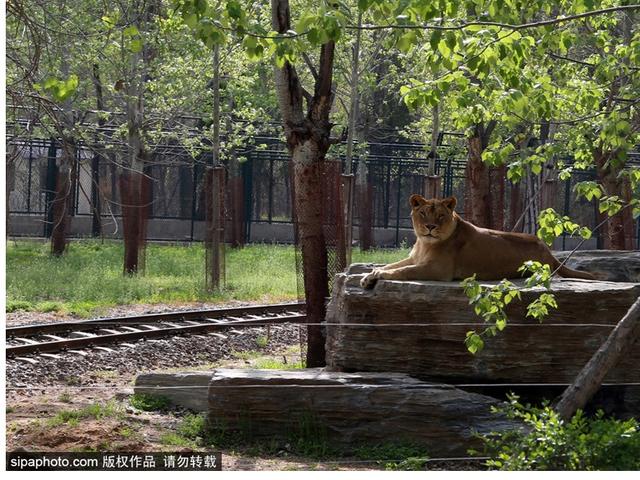 暑期去北戴河看海拾贝喂动物，乐趣满满