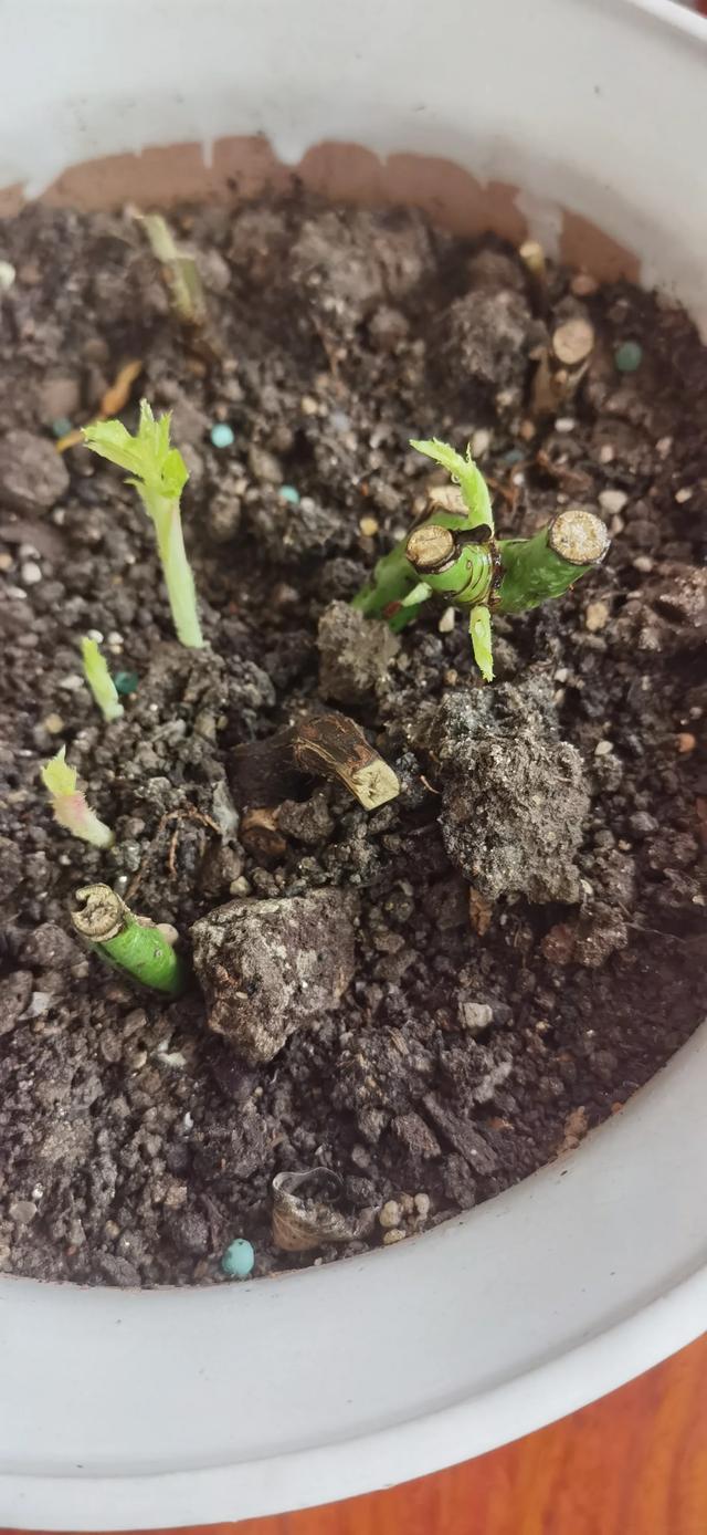 了凡四训》原文：余追省良久，曰：“不应也，科第中人