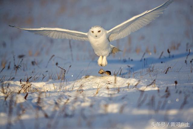 这只长着翅膀的“大白猫”有“北极女王”之称,数量稀少十分罕见