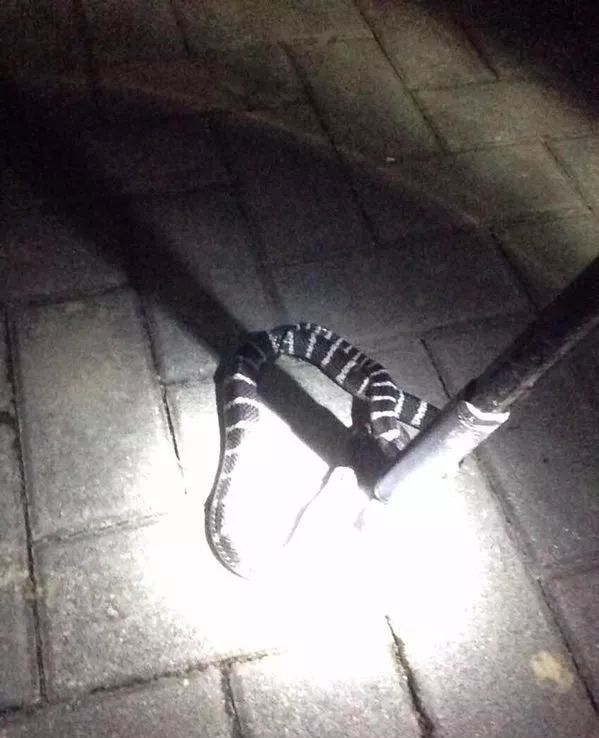 广西一公园连续6次出现银环蛇，是中国最毒的蛇，被咬了怎么办？