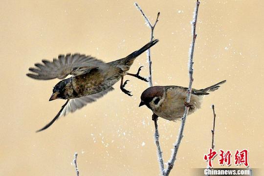 新疆克拉玛依初春雾凇挂满枝 麻雀枝头嬉戏