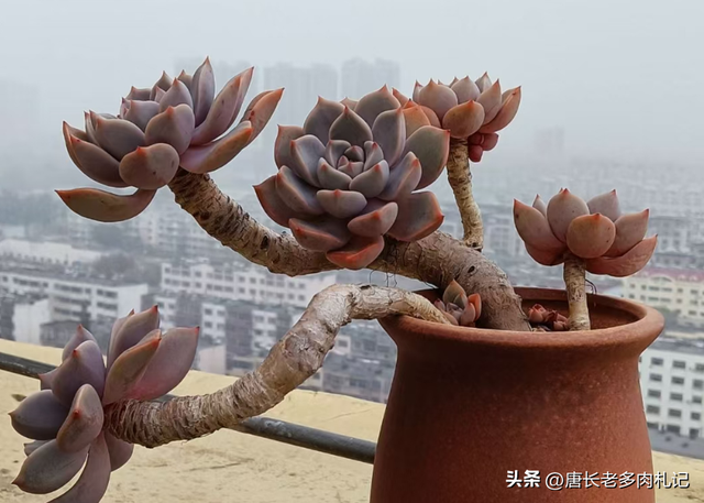 多肉Pink,它既不是粉红天使也不是红宝石,其真面目让人大感意外