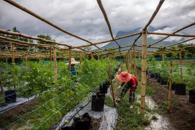 一团乱麻！泰国后悔了