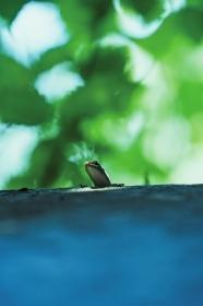 湖湘地理丨人间仙山彰仙岭:一个物种避难“小天堂”