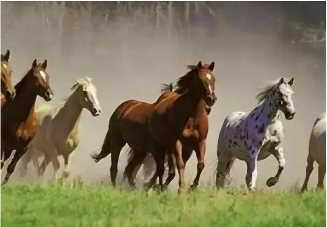 白龙马为拍摄《西游记》脱军籍，晚年惨死，杨洁导演为何见死不救