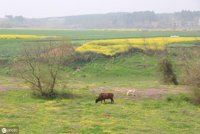 一首《故乡的云》：年少不知游子泪，听懂已流浪半生