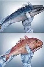 人体彩绘、人体艺术，美到极致，绝到称奇