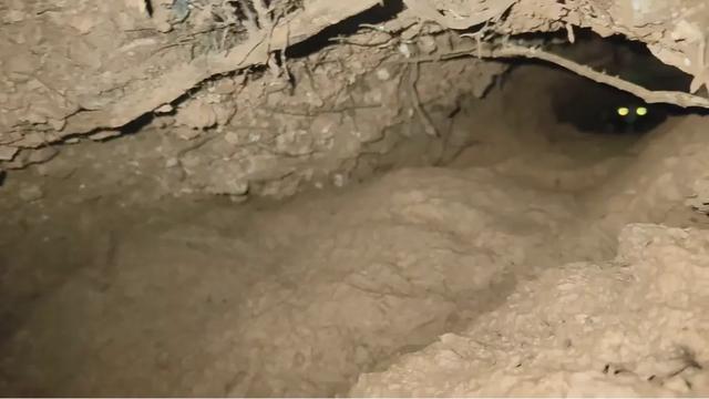 如何狩猎獾子？我将陆续分享6-8种獾子的狩猎方法！