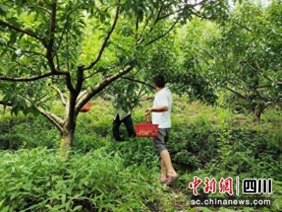 宜宾叙州：千亩蜂糖李成熟 走俏“北上广”