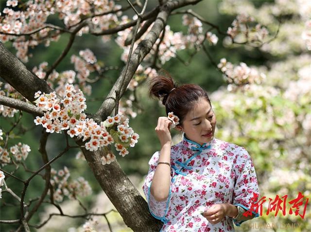 湘西龙山：脉龙山上有座桐花寨