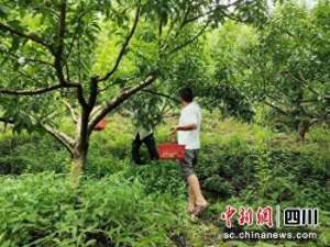 徐诗琪(宜宾叙州：千亩蜂糖李成熟 走俏“北上广”)