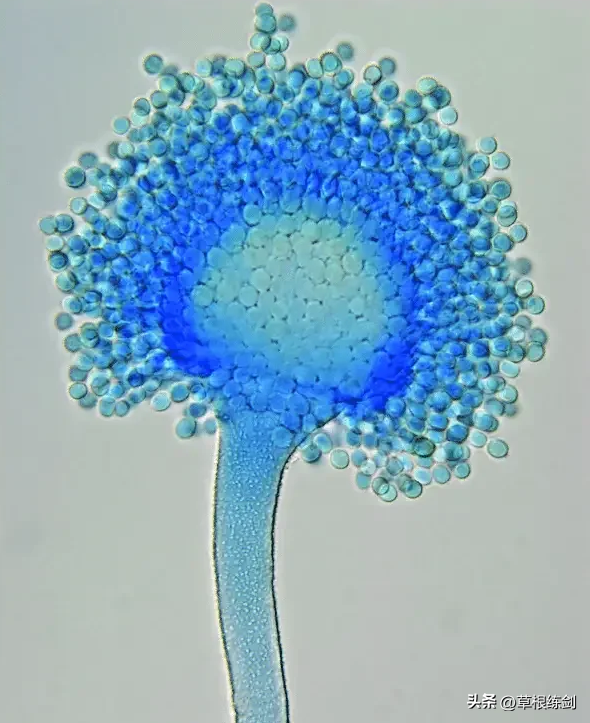 它曾经是剧毒霉菌，如今是酱料之王