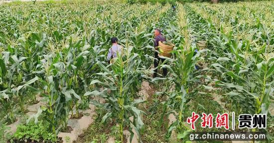 惠水:玉米地里的“甜日子”