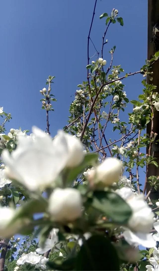 微信里的深情密码:他这样说,其实是特别特别爱你