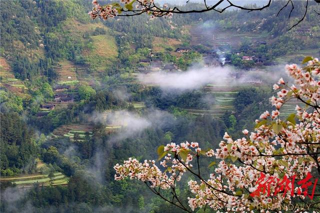 湘西龙山：脉龙山上有座桐花寨