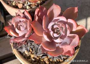 粉色天使(多肉Pink,它既不是粉红天使也不是红宝石,其真面目让人大感意外)