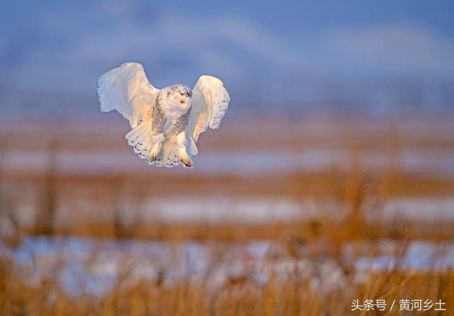 这只长着翅膀的“大白猫”有“北极女王”之称,数量稀少十分罕见