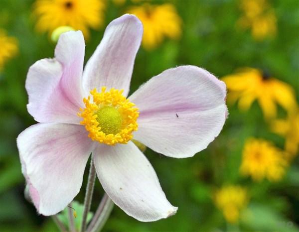 女人靠吸引不靠追求，男人做到这三点最有用
