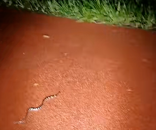 广西一公园连续6次出现银环蛇，是中国最毒的蛇，被咬了怎么办？