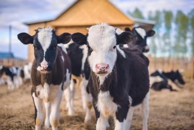 多地现“倒奶杀牛”!奶牛被杀掉卖肉,奶农:1个月能亏几十万