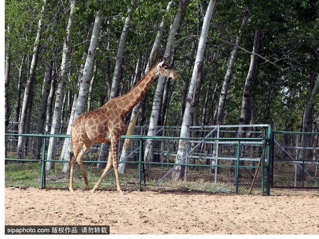 暑期去北戴河看海拾贝喂动物，乐趣满满
