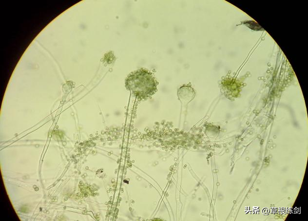 它曾经是剧毒霉菌，如今是酱料之王