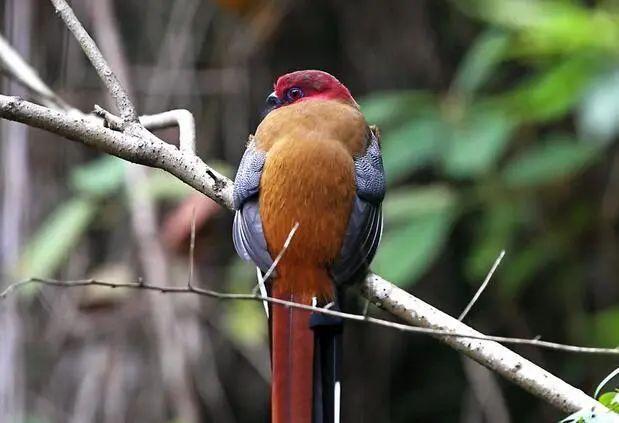 被救的“呆萌”小鸟，竟是国家二级保护动物！