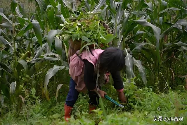 至今在逃！山东美女黑老大，心狠手辣暴力催债，警方悬赏30万通缉