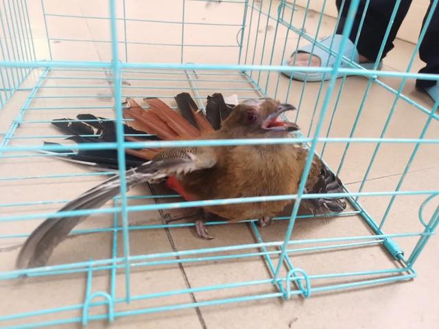 被救的“呆萌”小鸟，竟是国家二级保护动物！