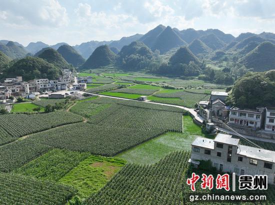 惠水:玉米地里的“甜日子”