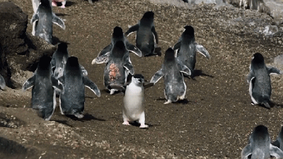 老师一直教育我们一定要同情弱者