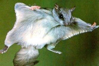 野外见过飞鼠吗？其实我国多达16种，有一种就是寒号鸟，遍布12省