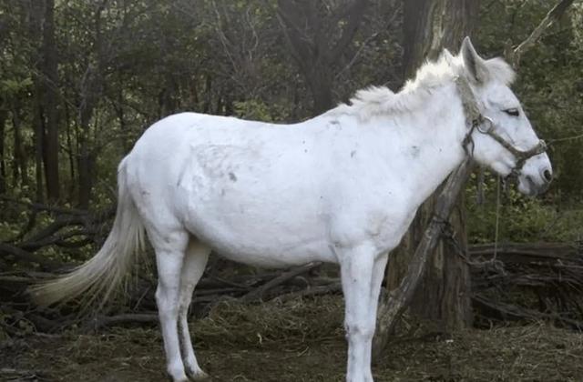 白龙马为拍摄《西游记》脱军籍，晚年惨死，杨洁导演为何见死不救