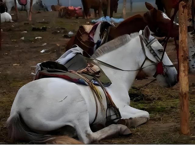 白龙马为拍摄《西游记》脱军籍，晚年惨死，杨洁导演为何见死不救