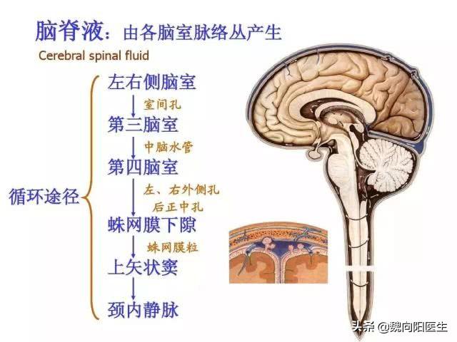 脑子里面炸弹爆了，一脑袋血，为什么在腰上置管放血？