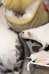 叶玉卿为艺术献身的五部电影,你要都看过,真是慧眼识珠!