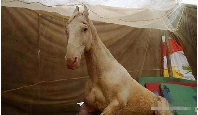 白龙马为拍摄《西游记》脱军籍，晚年惨死，杨洁导演为何见死不救