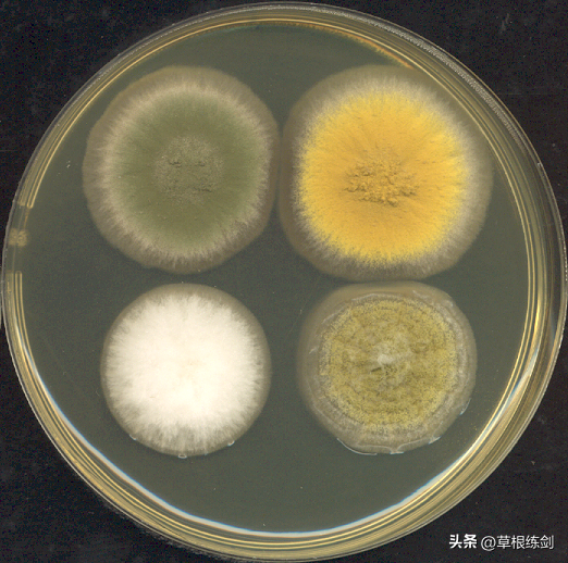 它曾经是剧毒霉菌，如今是酱料之王